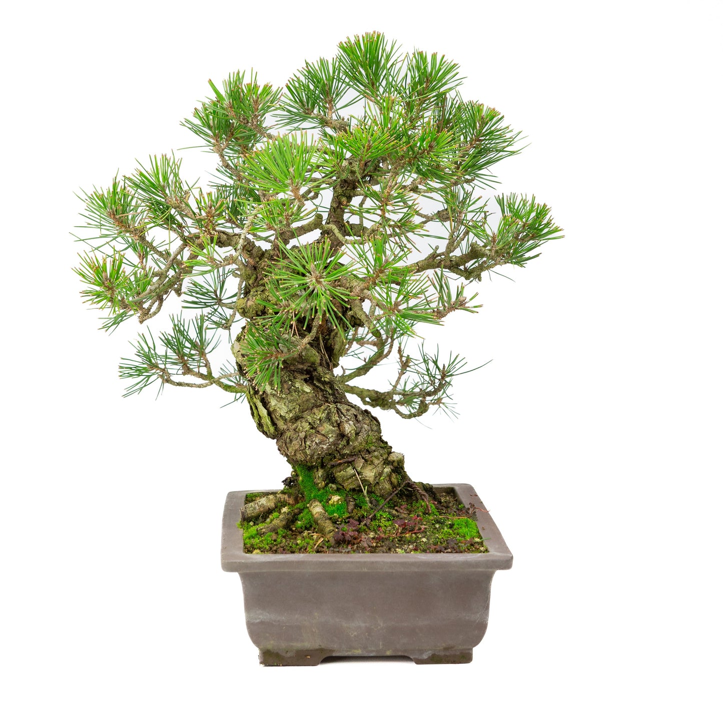 Unglasierter Schale aus Pinus thunbergii, 28 cm Durchmesser, Höhe ca. 44 cm