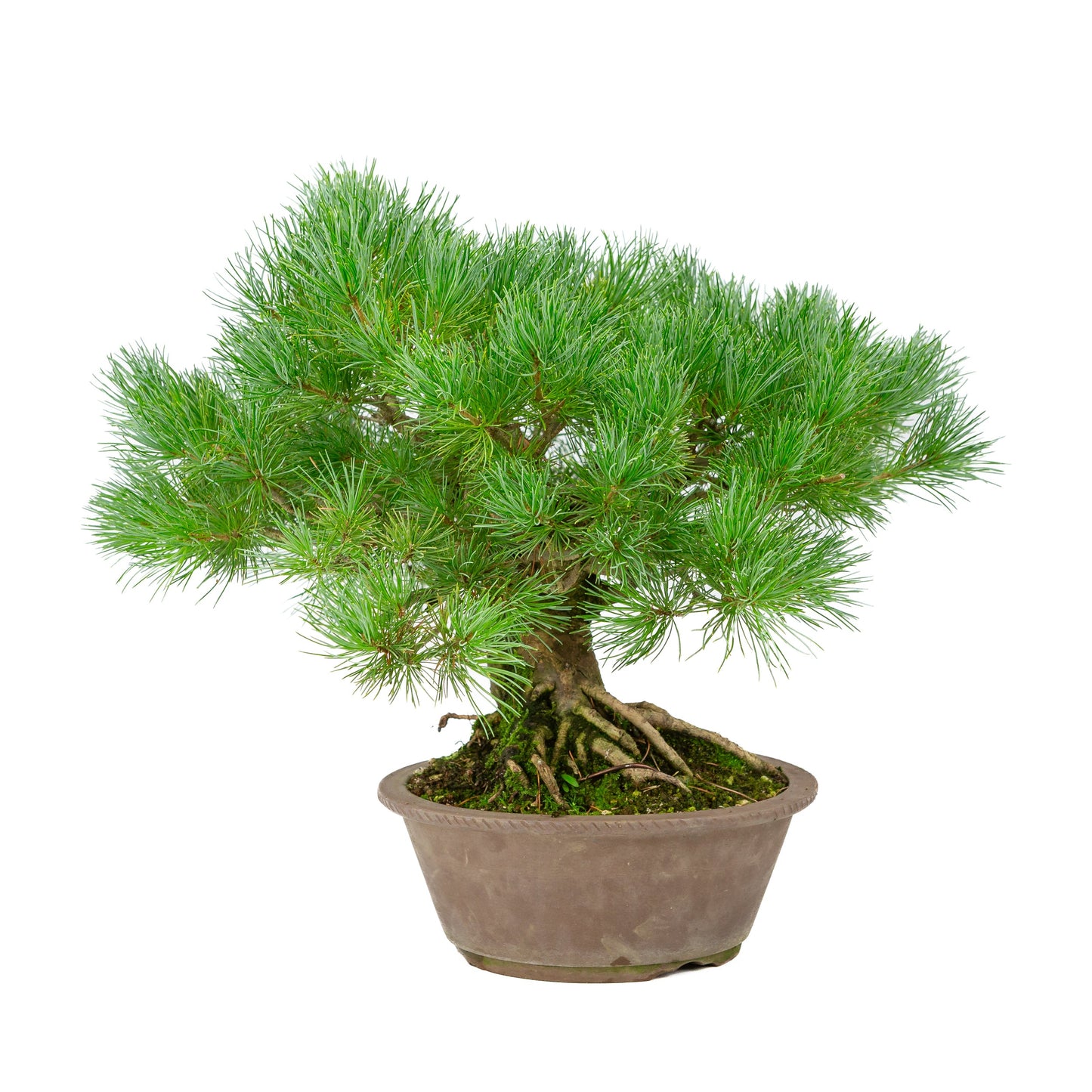 Pinus parviflora, unglasierter runde Schale, 21 cm Durchmesser, Höhe ca. 38 cm