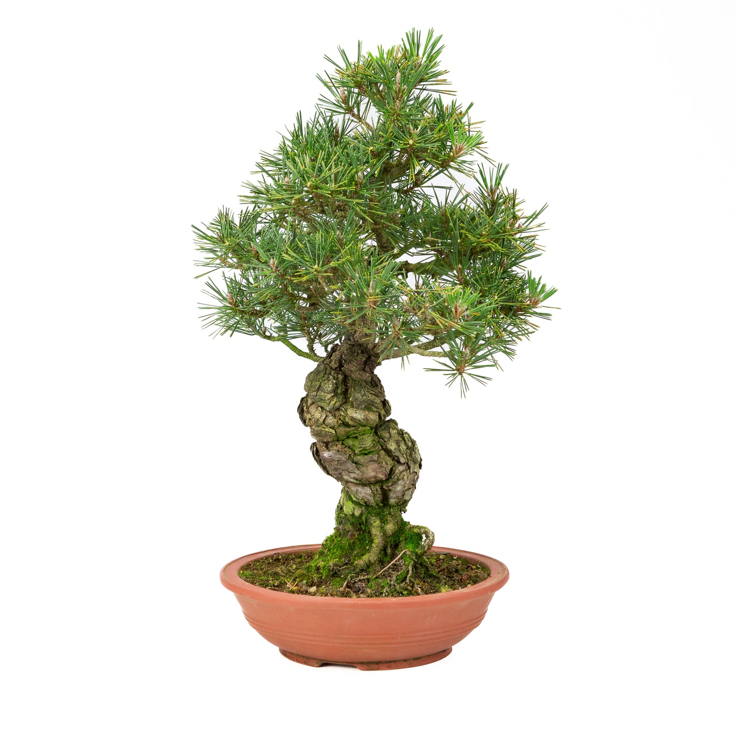 Unglasierter Topf aus Pinus thunbergii, 25 mm hoch, Höhe ca. 52 cm