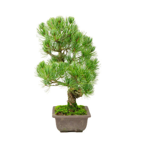 Pinus parviflora, unglasierter rechteckige Schale, 20 cm Durchmesser, Höhe ca. 44 cm
