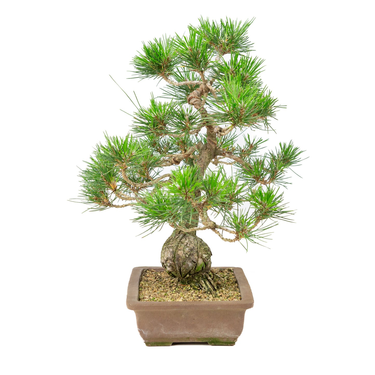 Unglasierter Schale aus Pinus thunbergii, 25 cm Durchmesser, Höhe ca. 43 cm
