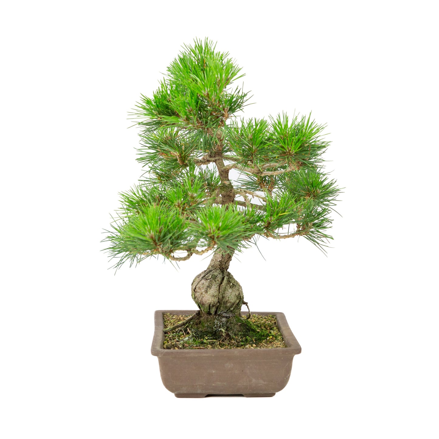 Unglasierter Schale aus Pinus thunbergii, 24 cm Durchmesser, Höhe ca. 41 cm
