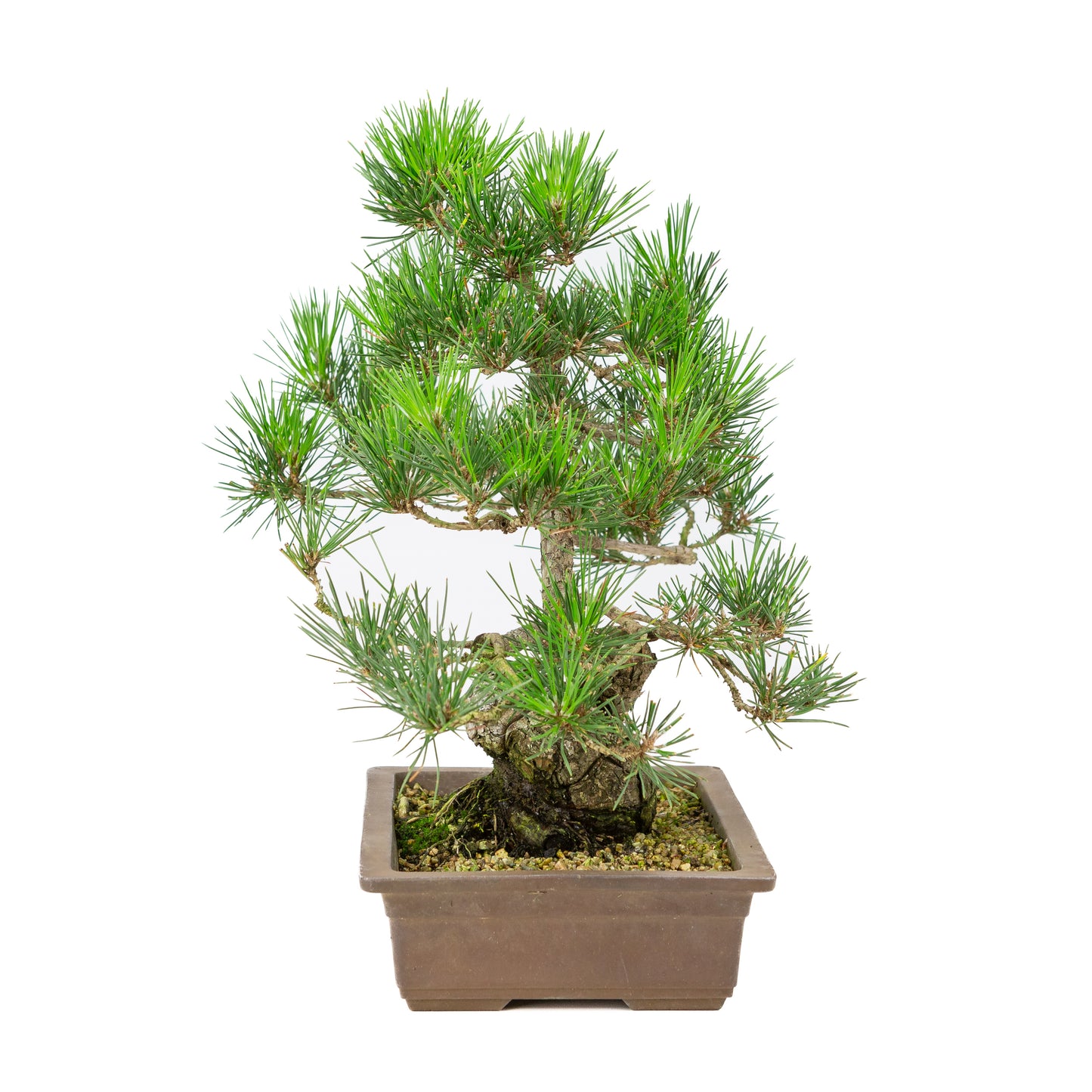 Unglasierter Topf aus Pinus thunbergii, 26 cm Durchmesser, Höhe ca. 40 cm
