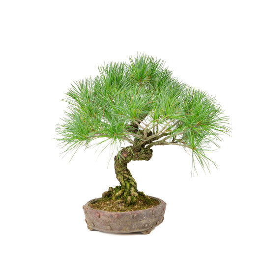 Pinus parviflora, unglasierter runde Schale, 16 cm Durchmesser, Höhe ca. 32 cm