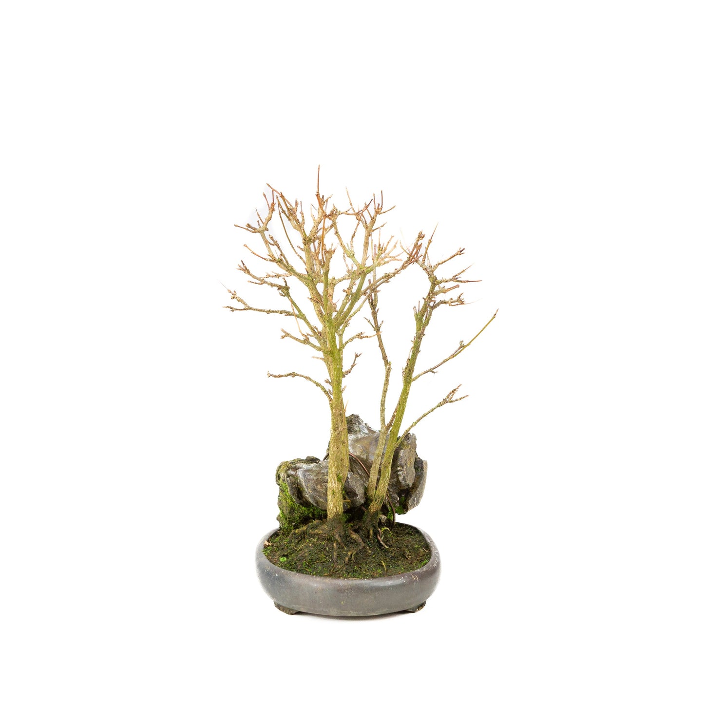 Acer buergerianum mit steinbraunem, rundem Schale, 20 cm Durchmesser, Höhe ca. 31 cm