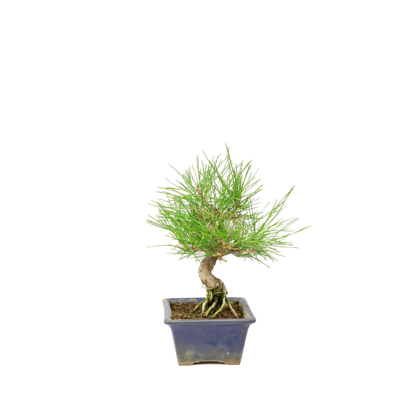 Pinus thunbergii blau, Schale 14 m, Höhe ca. 25 cm