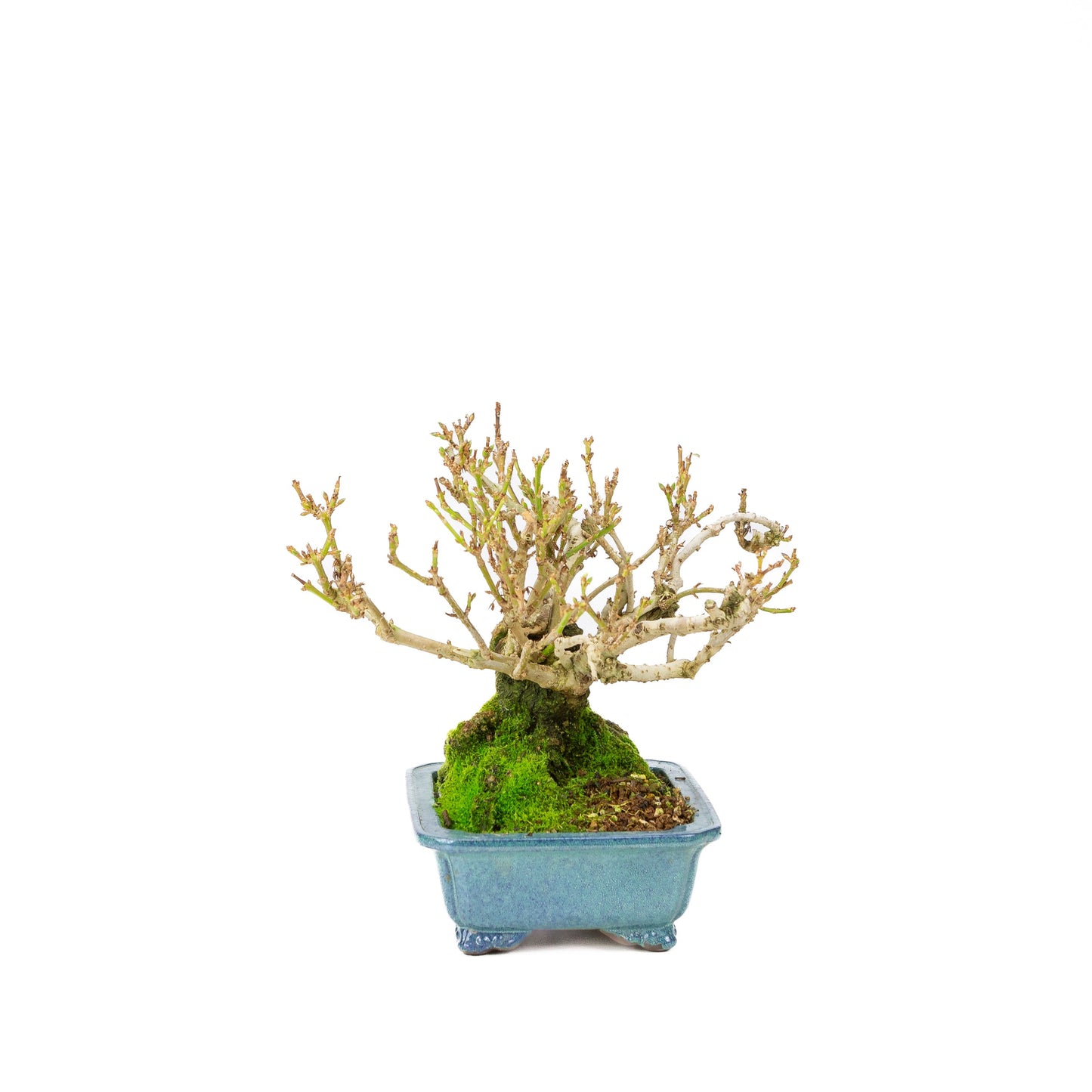 Forsythienblaue Schale, 18 cm Durchmesser, Höhe ca. 23 cm