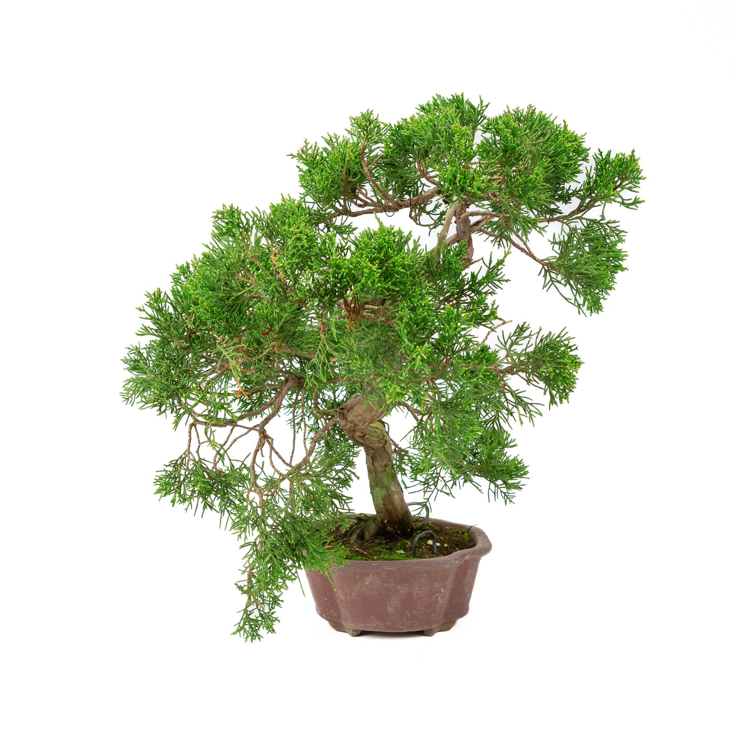Juniperus chinensis, unglasiert, 19 cm hoch, Höhe ca. 41 cm