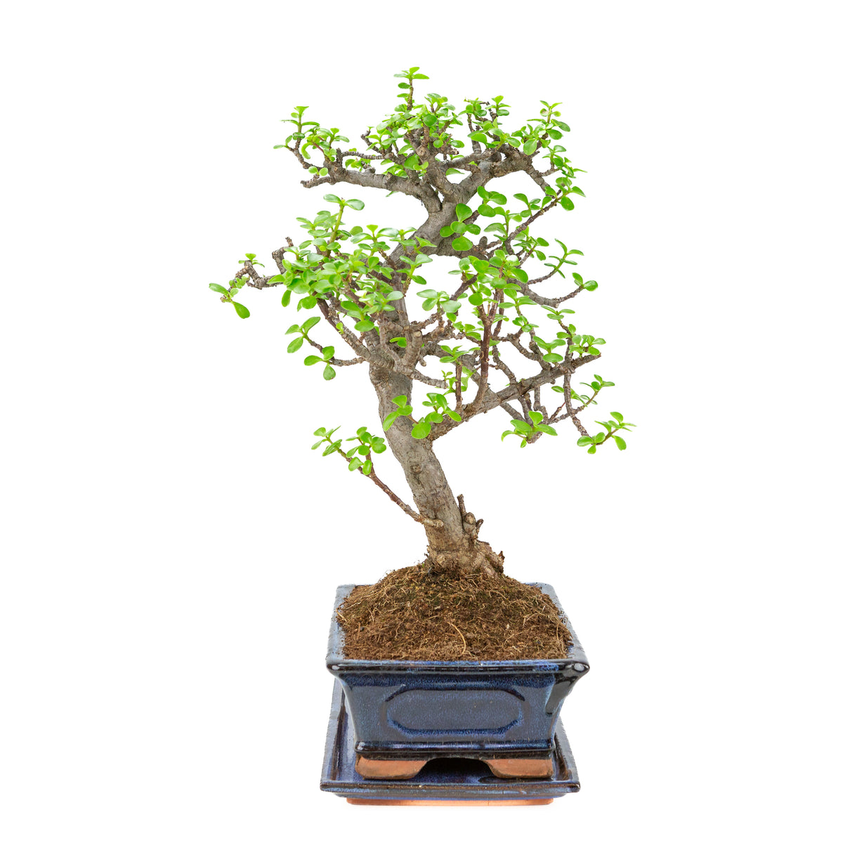 Portulacaria afra (Spekboom) Bonsai in blauwe pot 29cm, hoogte ~51cm