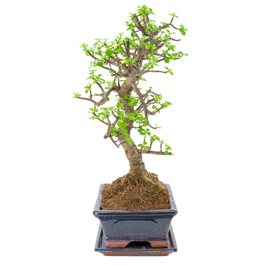 Portulacaria afra (Spekboom) Bonsai in blauem Topf 29cm, Höhe ~54cm