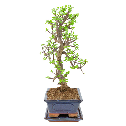 Portulacaria afra (Spekboom) Bonsai im blauen Topf 29cm, Höhe ~54cm