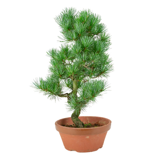 Pinus parviflora (Japanische Mädchenkiefer) Terrakottatopf 22 cm, Höhe ~51 cm