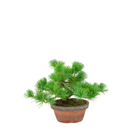 Pinus parviflora (Japanische Mädchenkiefer) Terrakottatopf 19 cm, Höhe ca. 28 cm