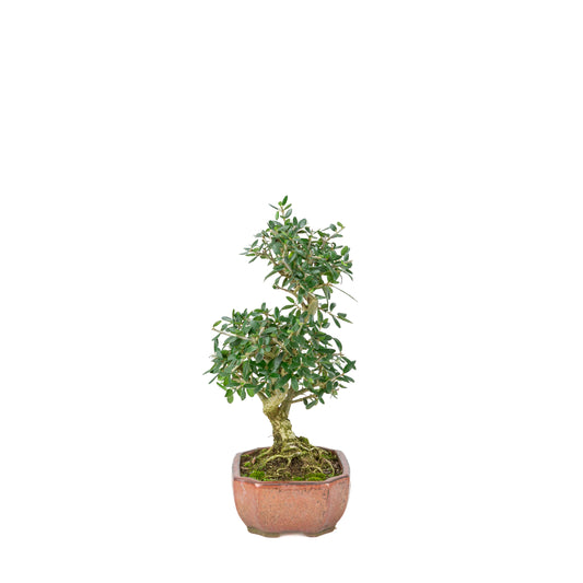 Olea europaea sylvestris rot ovaler Schale 15cm, Höhe ~32cm