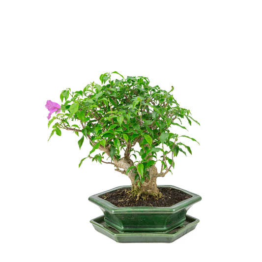Bougainvillea glabra grüner sechseckiger Topf, Höhe ca. 38cm