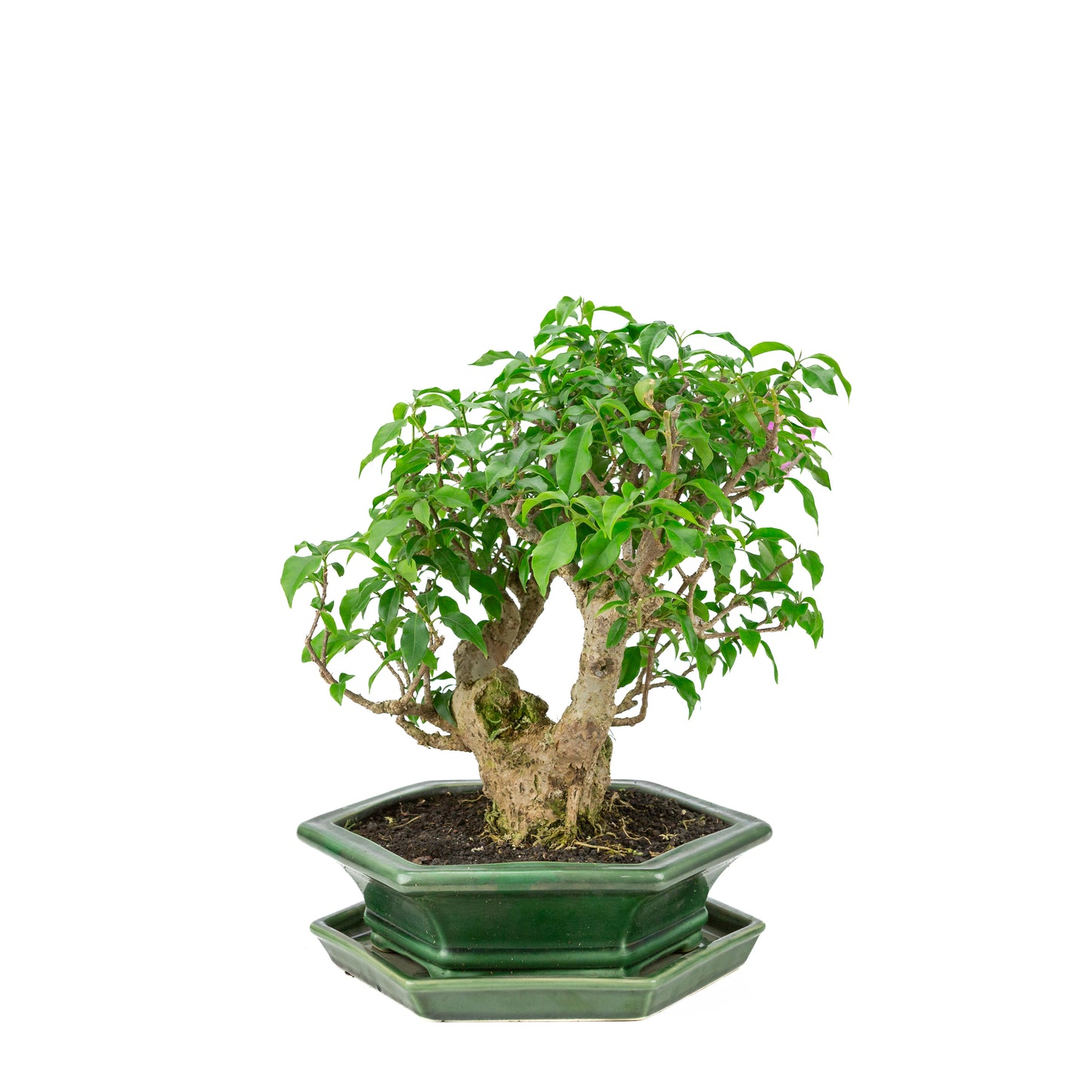 Bougainvillea glabra groene zeshoekige pot, hoogte ~38cm