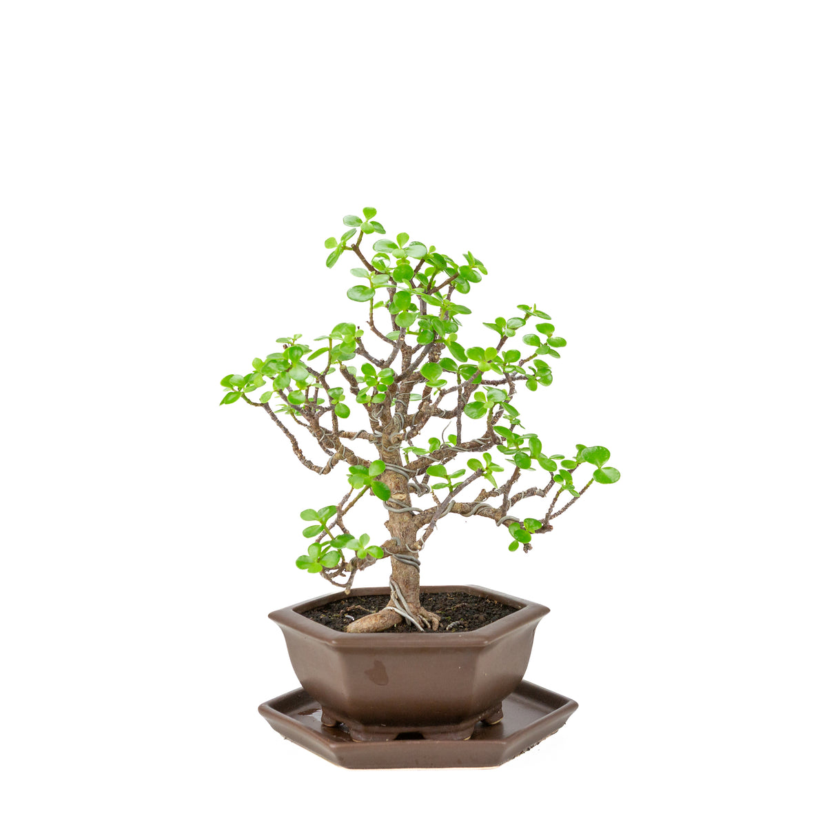 Portulacaria afra (Spekboom) Bonsai in zeshoekige bruine pot, hoogte ~37cm