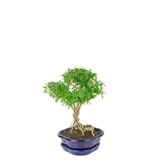 Serissa foetida (Baum der Tausend Sterne) Bonsai in blauer Lotusschale, Höhe ~29cm