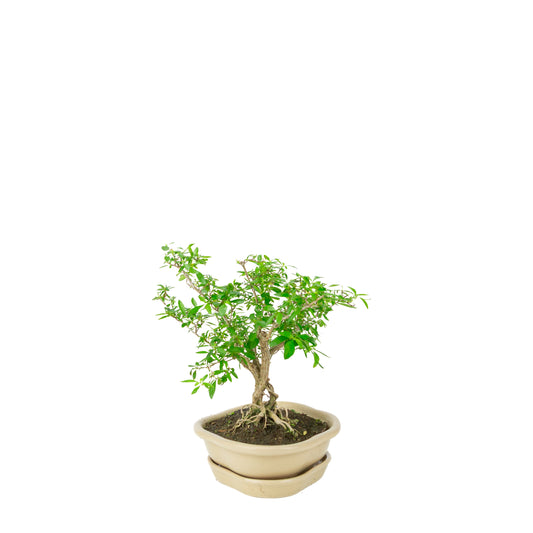 Serissa foetida (Baum der Tausend Sterne) Bonsai in cremefarbener Lotus-Schale, Höhe ~25cm