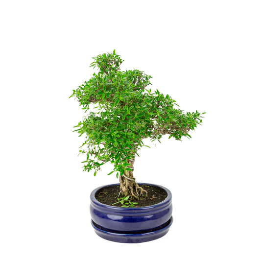 Serissa foetida (Baum der Tausend Sterne) Bonsai in blauem ovalen Topf, Höhe ~41cm