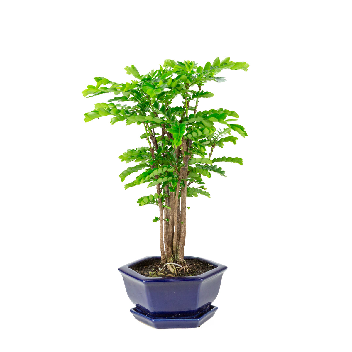 Phyllanthus buxifolius Bonsai in blauwe zeshoekige pot, hoogte ~42cm
