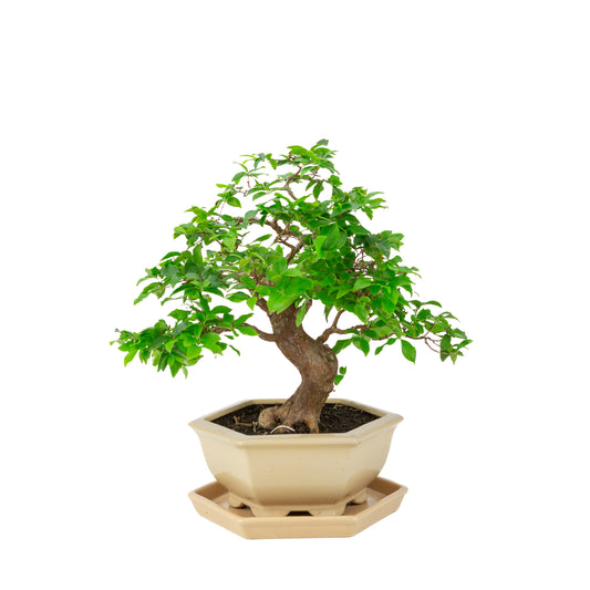 Syzigium cauliflora (Javanische Jambu) Bonsai im cremefarbenen sechseckigen Topf, Höhe ~37cm