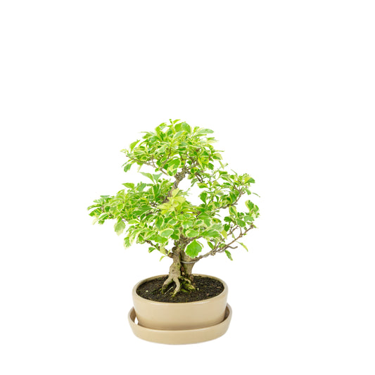 Durantha repens 'Variegata' Bonsai in cremefarbenem ovalem Topf 21cm, Höhe ca. 33cm
