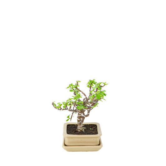 Portulacaria afra (Spekbaum) Bonsai in cremefarbenem Rechtecktopf, Höhe ~22cm