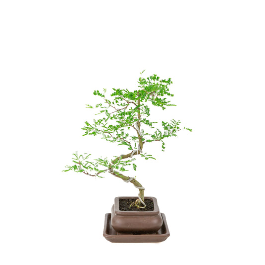 Vachellia nilotica Bonsai (Godendoring) im braunen rechteckigen Topf, Höhe ~37cm