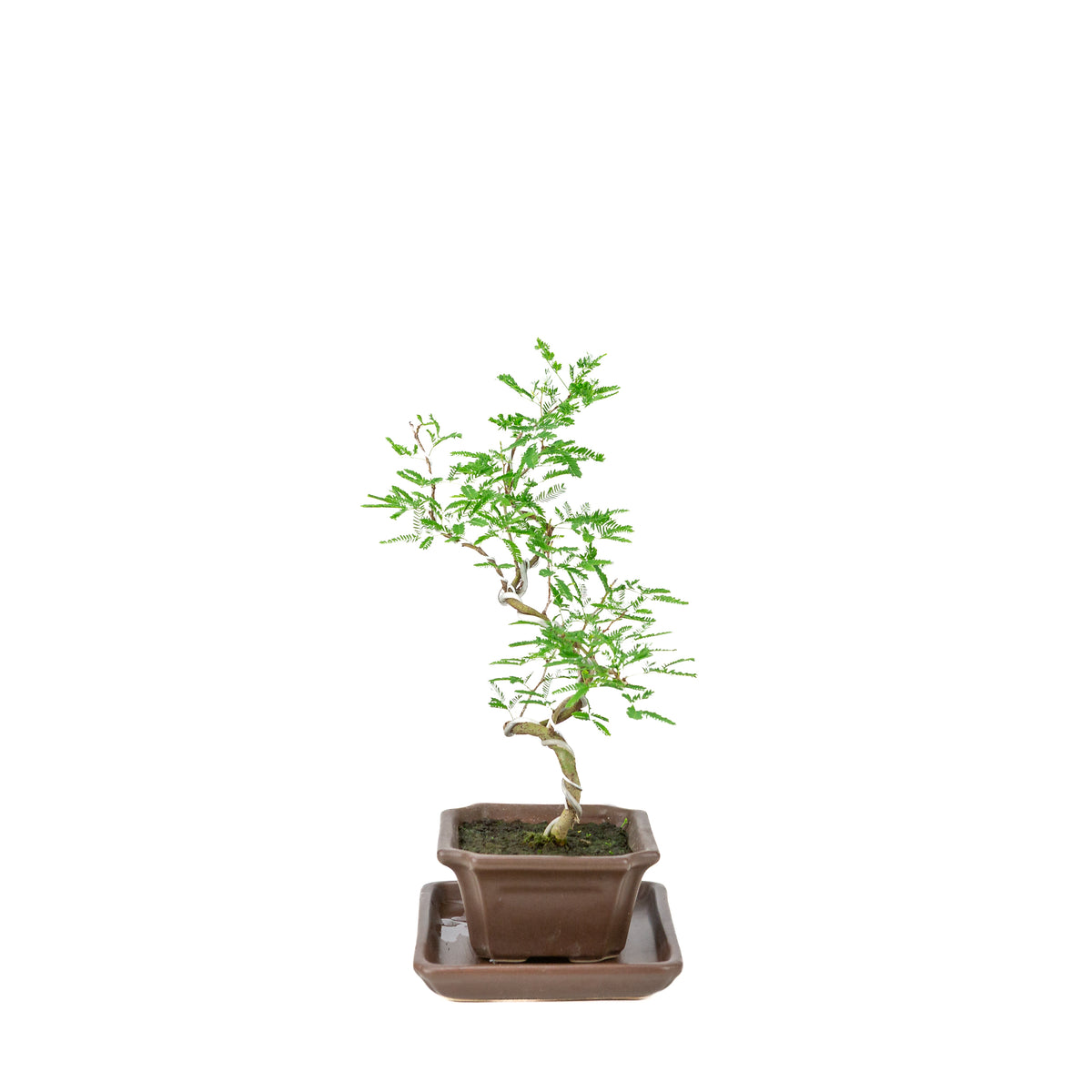 Vachellia nilotica Bonsai (Godendoring) in bruine rechthoekige pot, hoogte ~28cm