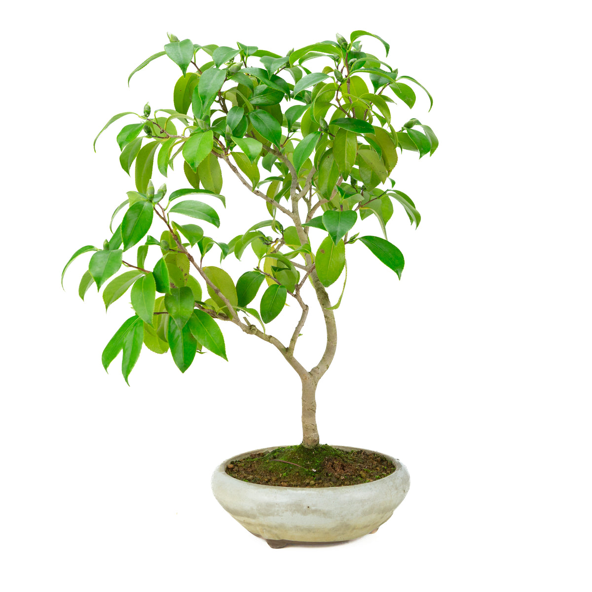 Camellia japonica (Japanische Kamelie) im cremefarbenen runden Topf, Höhe ~49 cm