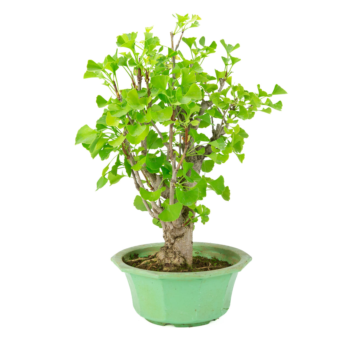 Ginkgo biloba (Ginkgobaum) im grünen Kunststofftopf, Höhe ~50 cm