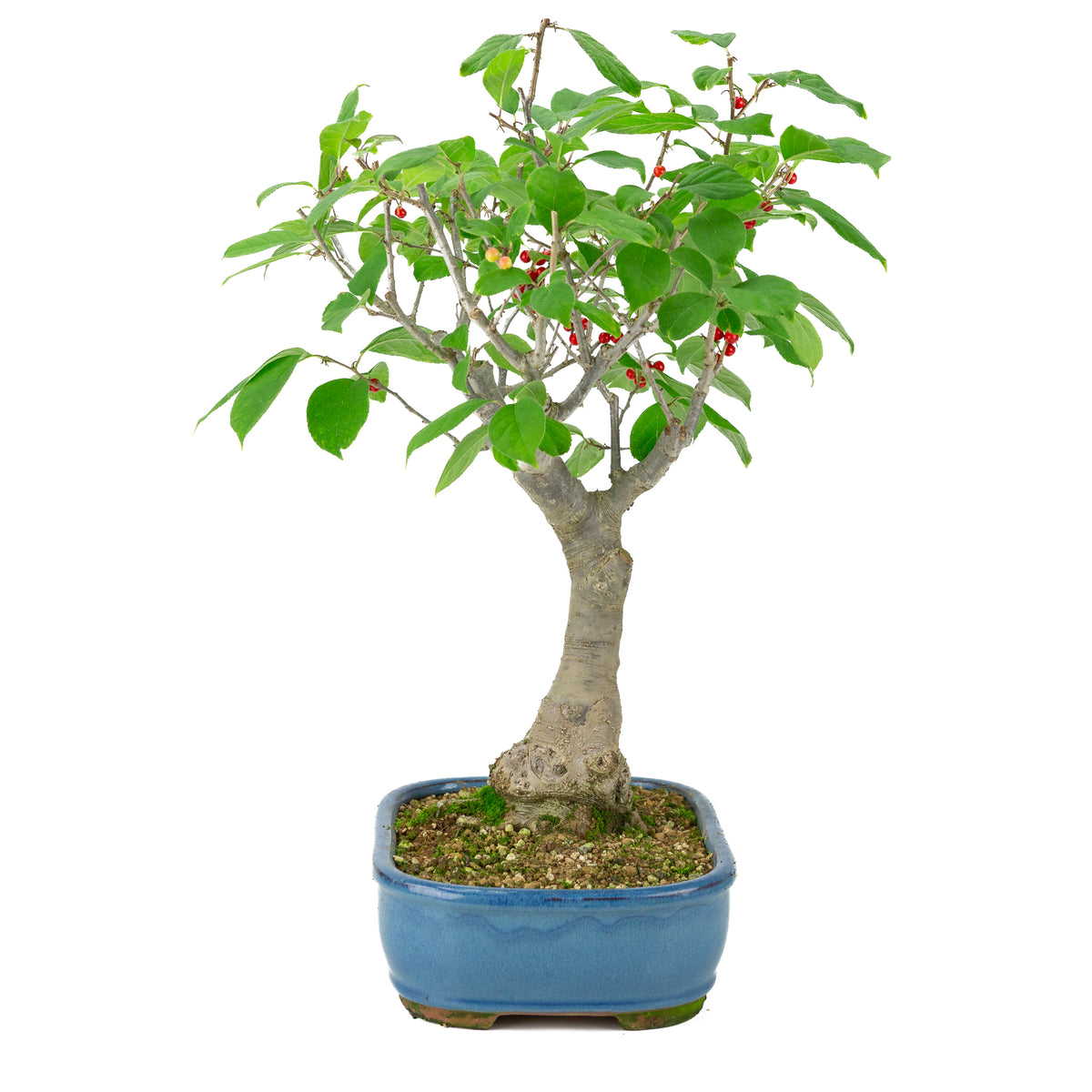 Ilex serrata blauer rechteckiger Topf, Höhe ~50cm