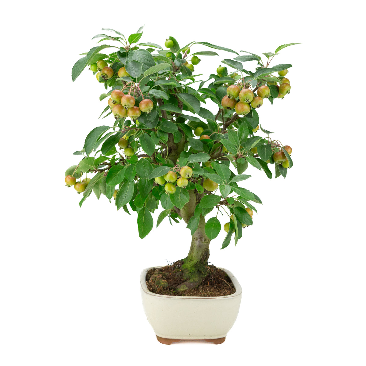 Malus halliana (Apfel) im cremefarbenen Rechtecktopf, Höhe ~46 cm