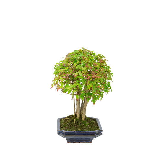 Acer buergerianum (Dreispitz-Ahorn), blaue rechteckige Schale, Höhe ~32 cm