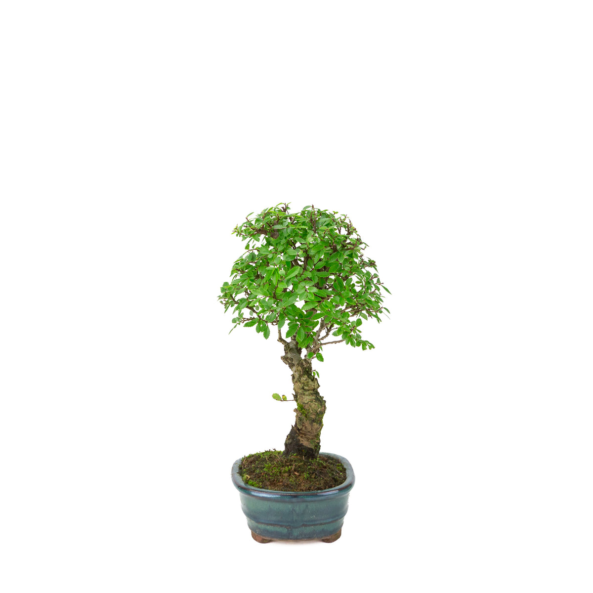 Zelkova nire (Japanische Ulme) im grünen ovalen Topf, Höhe ~31cm