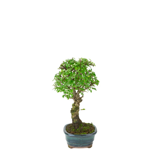 Zelkova nire (Japanische Ulme) im grünen ovalen Topf, Höhe ~31cm