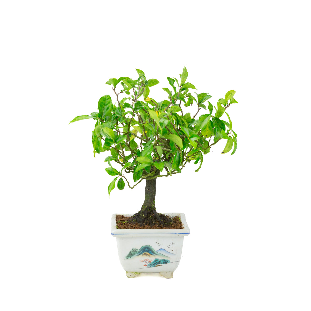 Diospyros kaki (Kakibaum) bemalter quadratischer Topf, Höhe ~37 cm