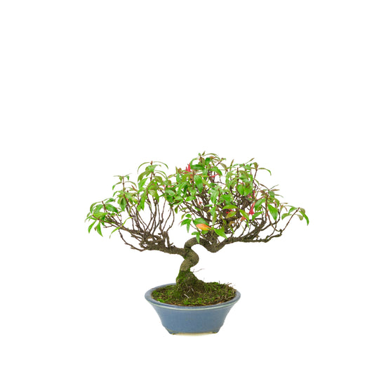 Trachelospermum jasminoides (Sternjasmin) im hellblauen runden Topf, Höhe ~27 cm