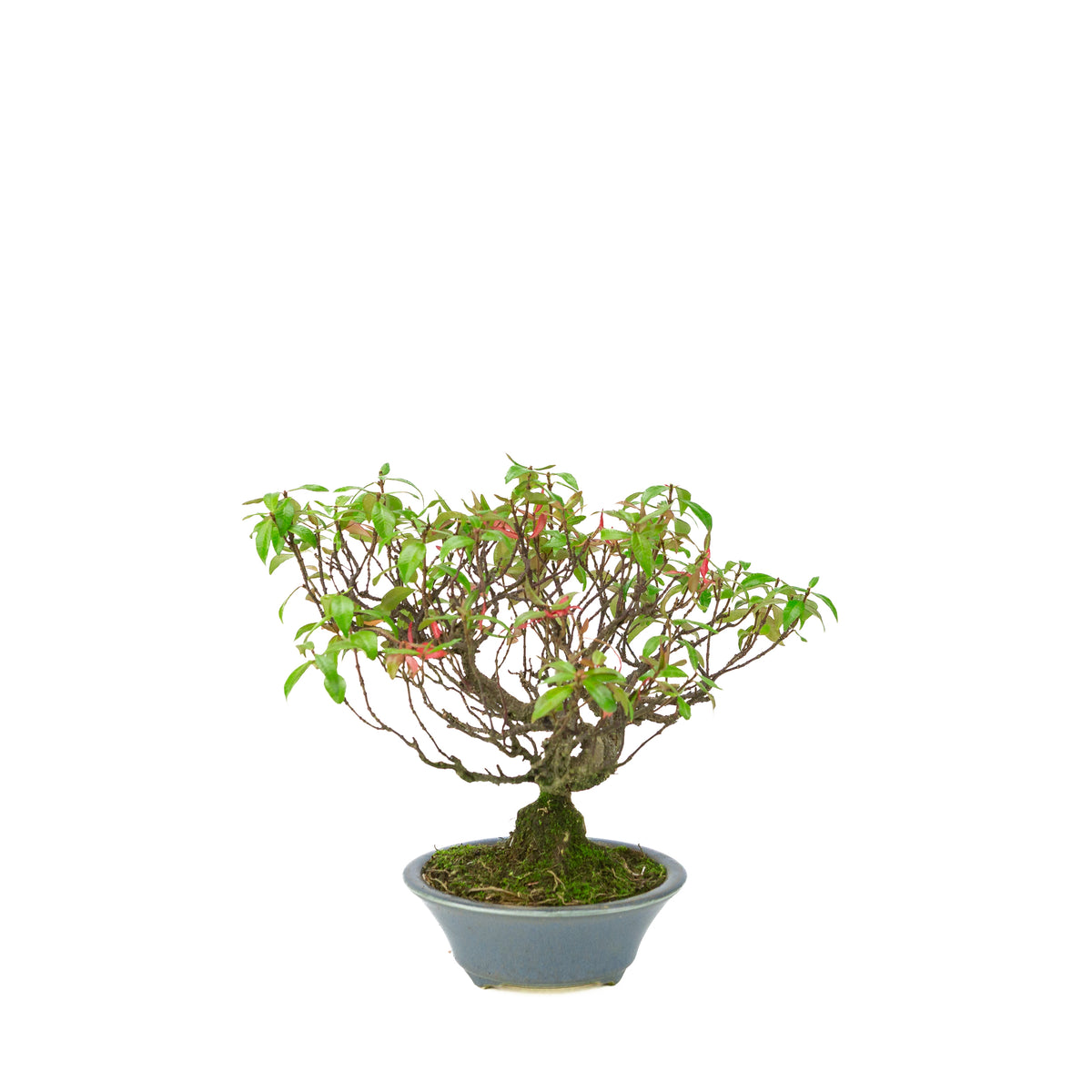 Trachelospermum jasminoides (Sternjasmin) im hellblauen runden Topf, Höhe ~27 cm