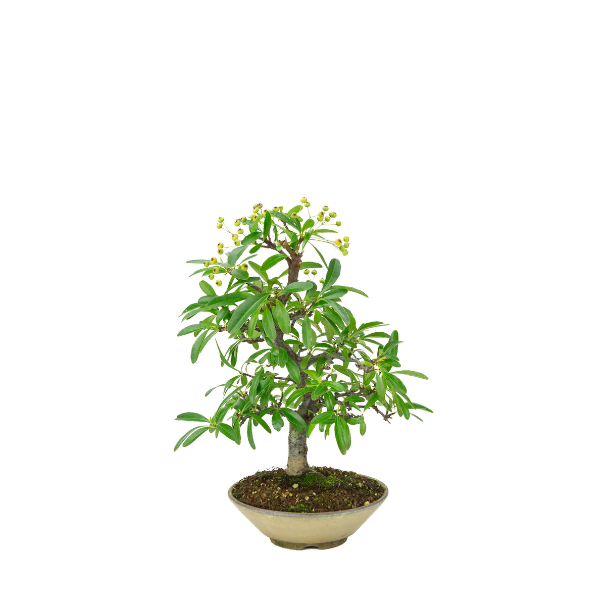 Pyracantha angustifolia (Feuerdorn) beiger runder Topf, Höhe ~32cm