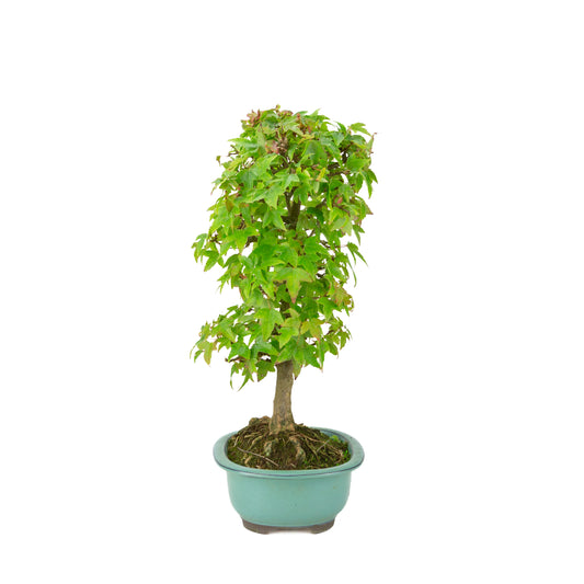 Acer buergerianum (Dreispitz-Ahorn) grüne ovale Schale, Höhe ~39 cm