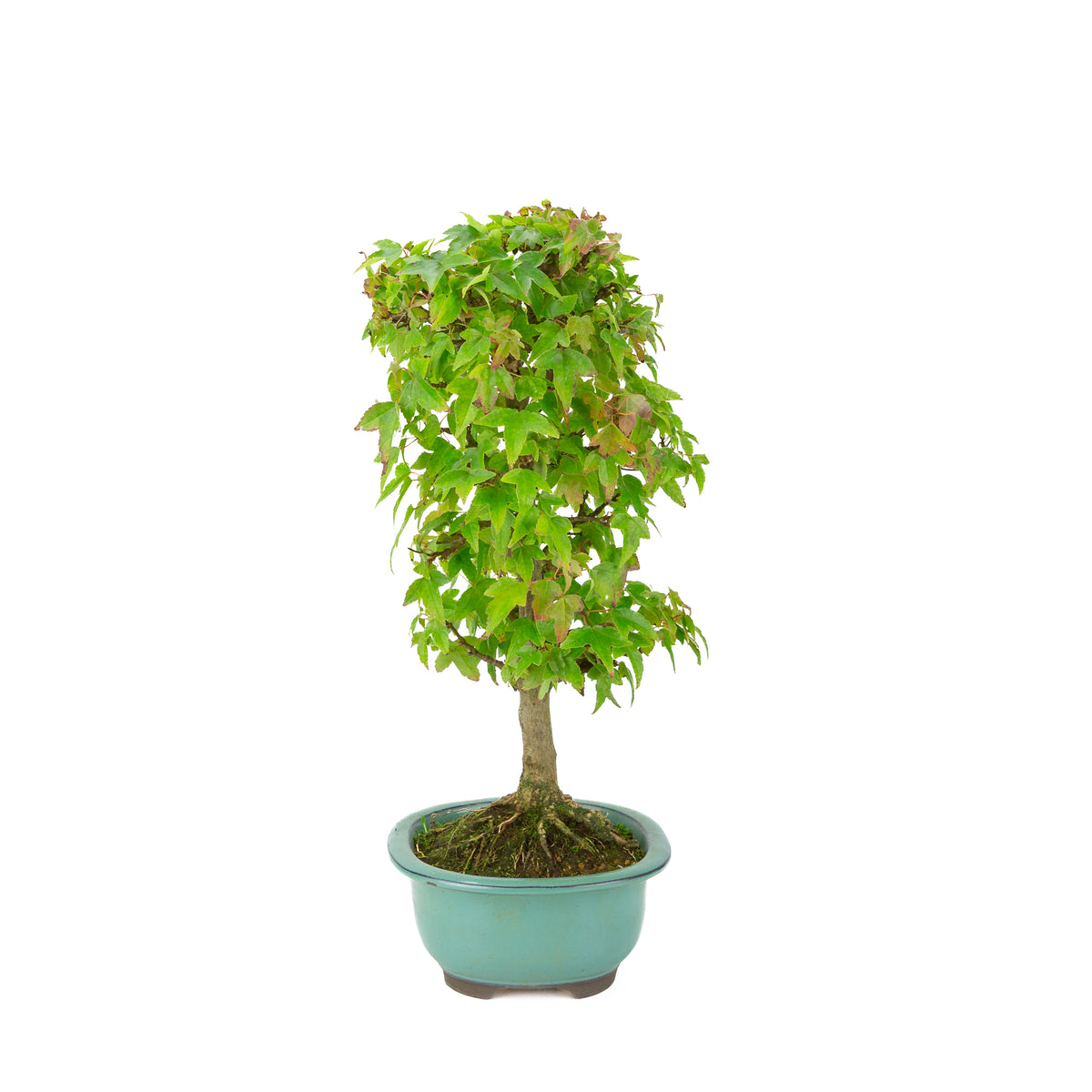 Acer buergerianum (Dreispitz-Ahorn) grüne ovale Schale, Höhe ~39 cm