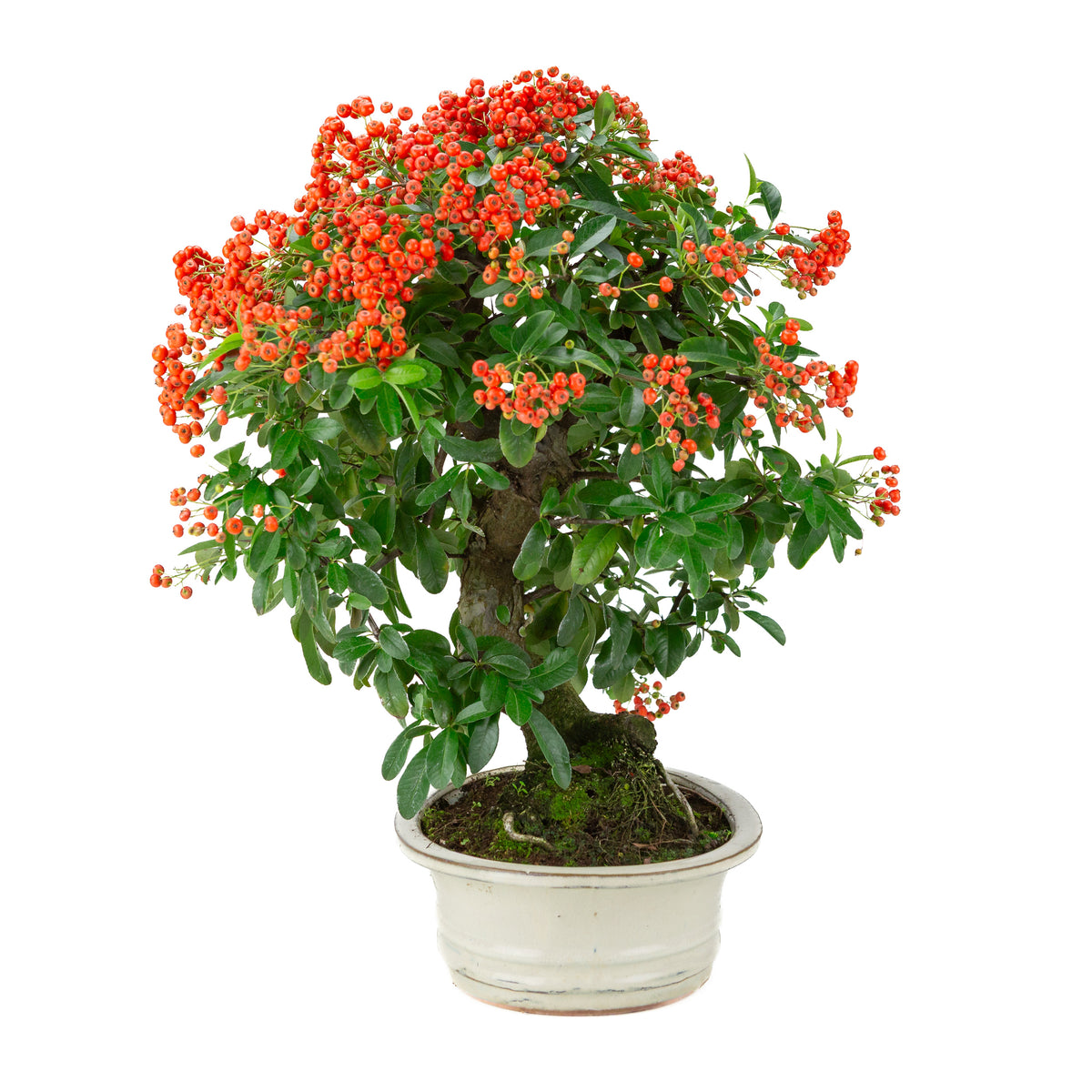 Pyracantha angustifolia (Feuerdorn) creme ovaler Topf, Höhe ~47cm