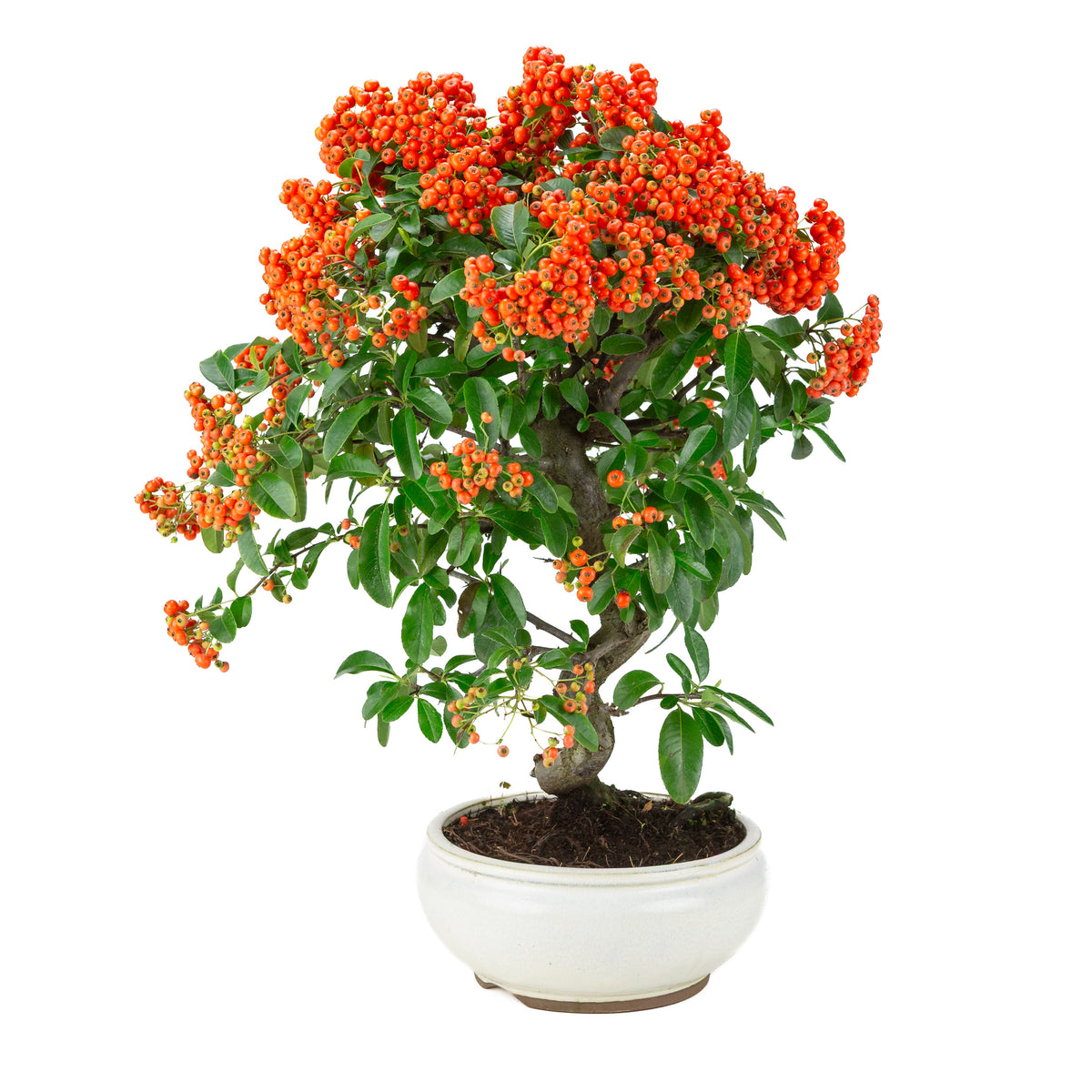 Pyracantha angustifolia (Feuerdorn) weißer runder Topf, Höhe ~47cm