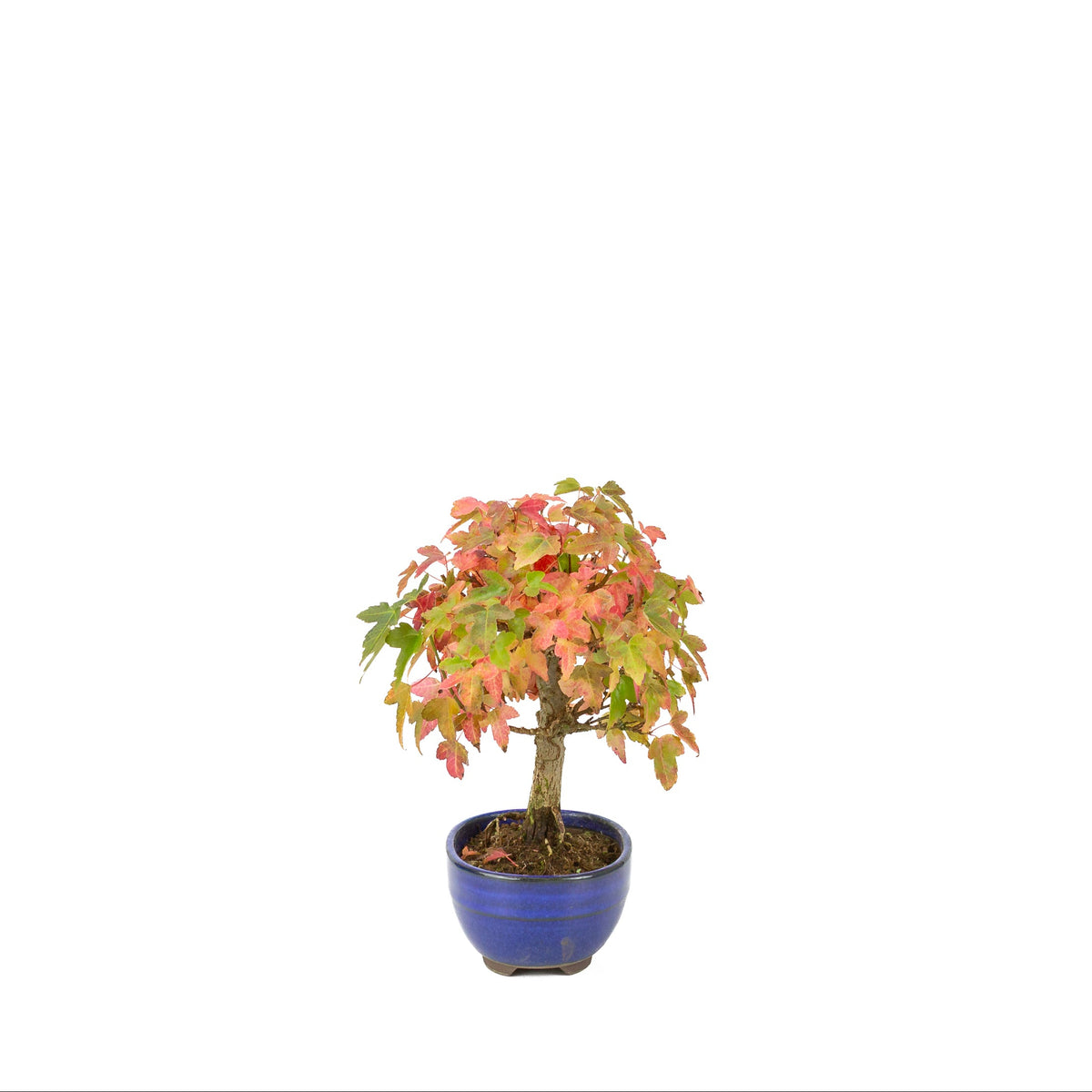 Acer buergerianum (Dreispitzahorn) blauer Ovaltopf, Höhe ~21 cm