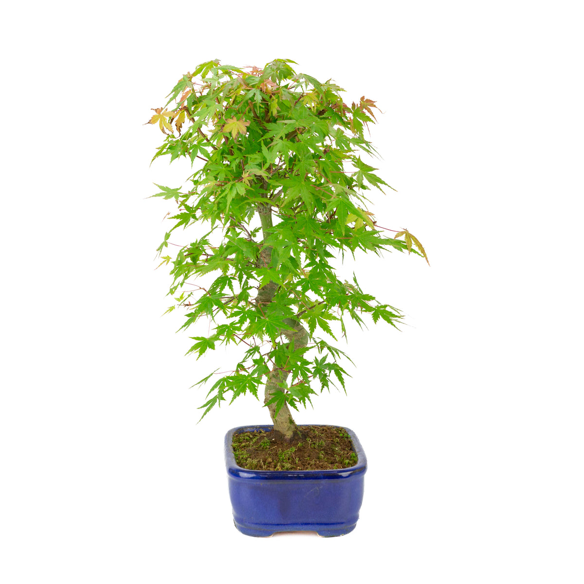 Acer palmatum 'Deshojo' (Fächer-Ahorn) blauer rechteckiger Topf, Höhe ~45 cm