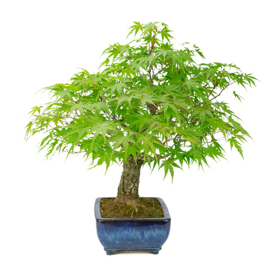 Acer palmatum 'Arakawa' (Fächer-Ahorn) blauer rechteckiger Topf, Höhe ~46 cm