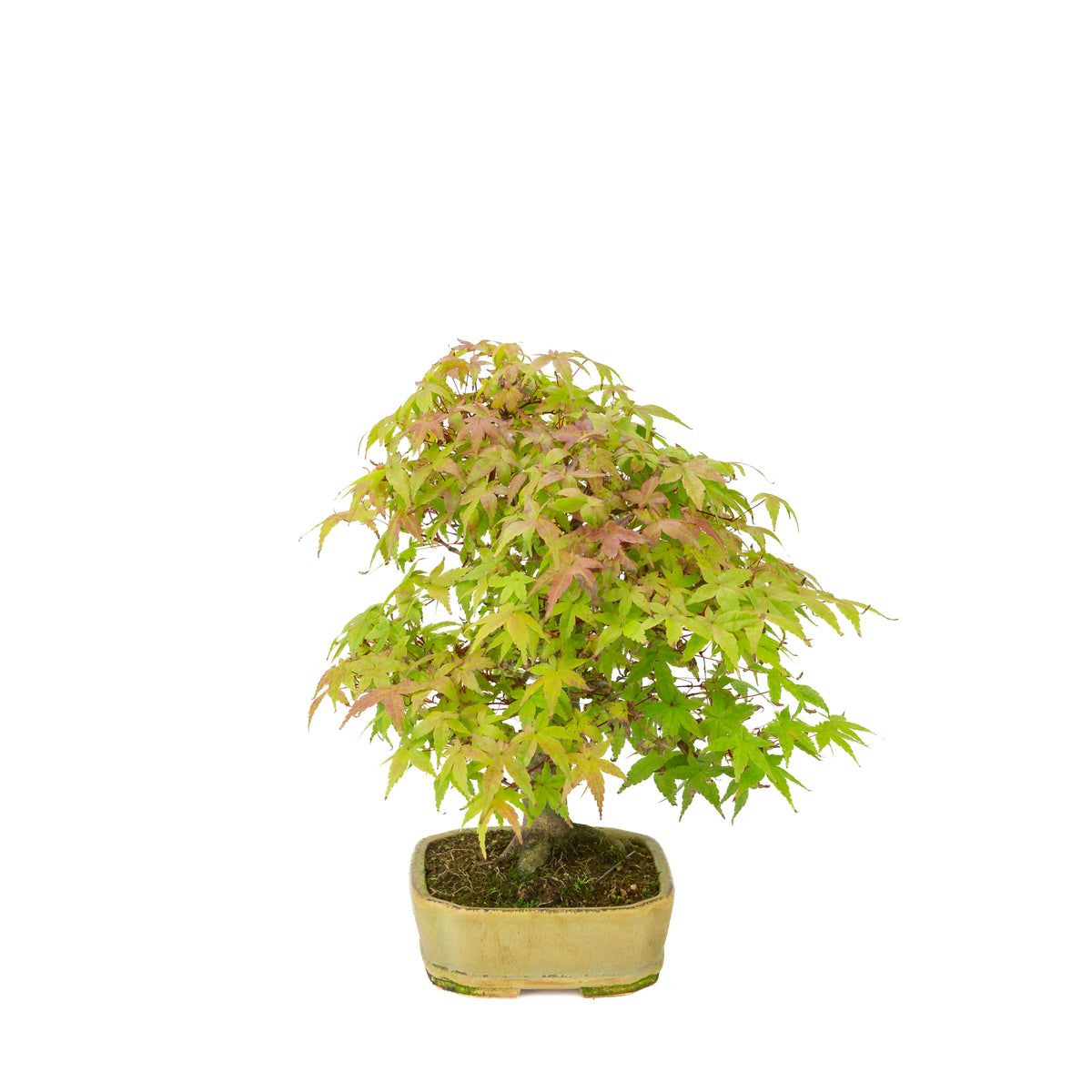 Acer palmatum Deshojo (Japanischer Ahorn), beigefarbener rechteckiger Topf, Höhe ~33 cm