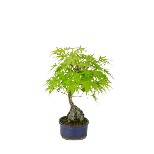 Acer palmatum 'Arakawa' (Japanischer Ahorn) Seki-jojo in blauer ovaler Schale, Höhe ~30 cm